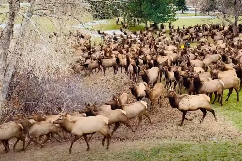 Elk herd swarm Colorado house