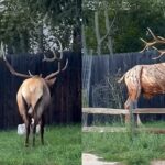 Elk Estes Park