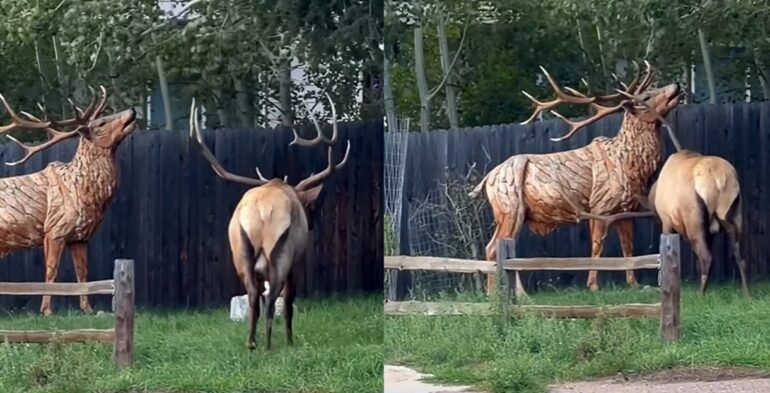 Elk Estes Park