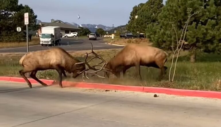 Elk Estes Park