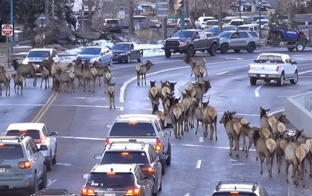 Elk Herd Strolls Right Down The Middle Of The Road &amp; Holds Up Traffic In Colorado | Whiskey Riff