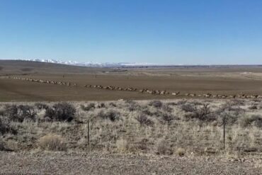 Elk herd Idaho
