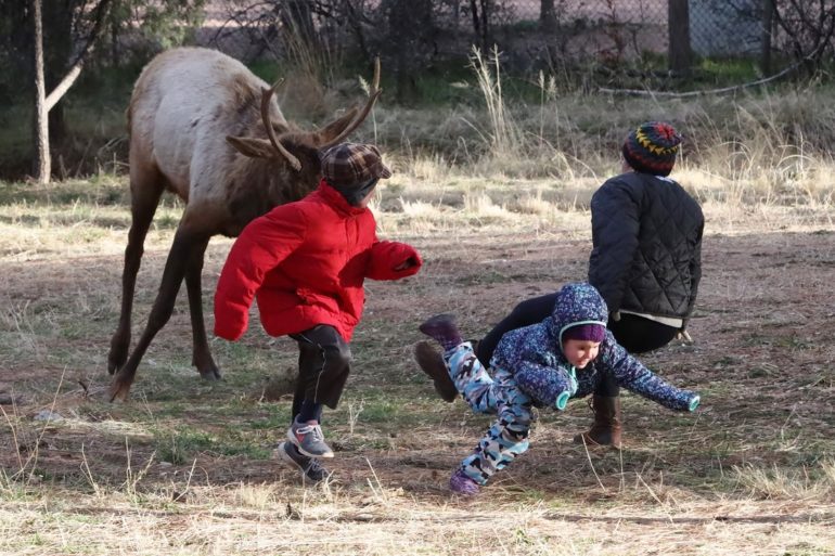Elk attack arizona