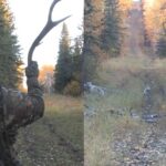 Elk hunt calls in wolves
