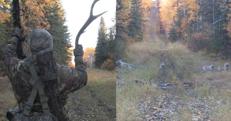 Elk hunt calls in wolves