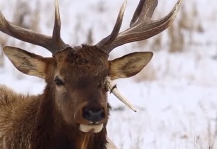 elk antler