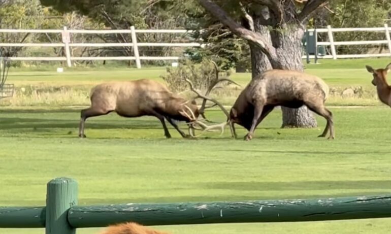 Bull elk fight
