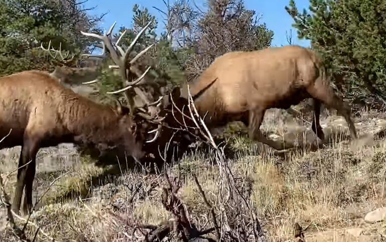 Bull elk