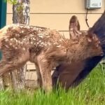 Elk Calf