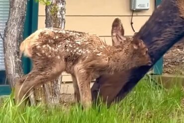 Elk Calf