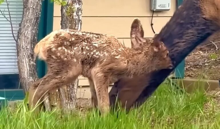 Elk Calf