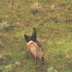 Elk bear