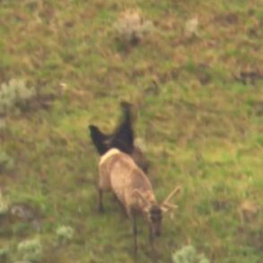 Elk bear
