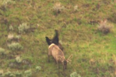 Elk bear