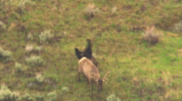 Elk bear