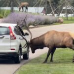 Elk car charge