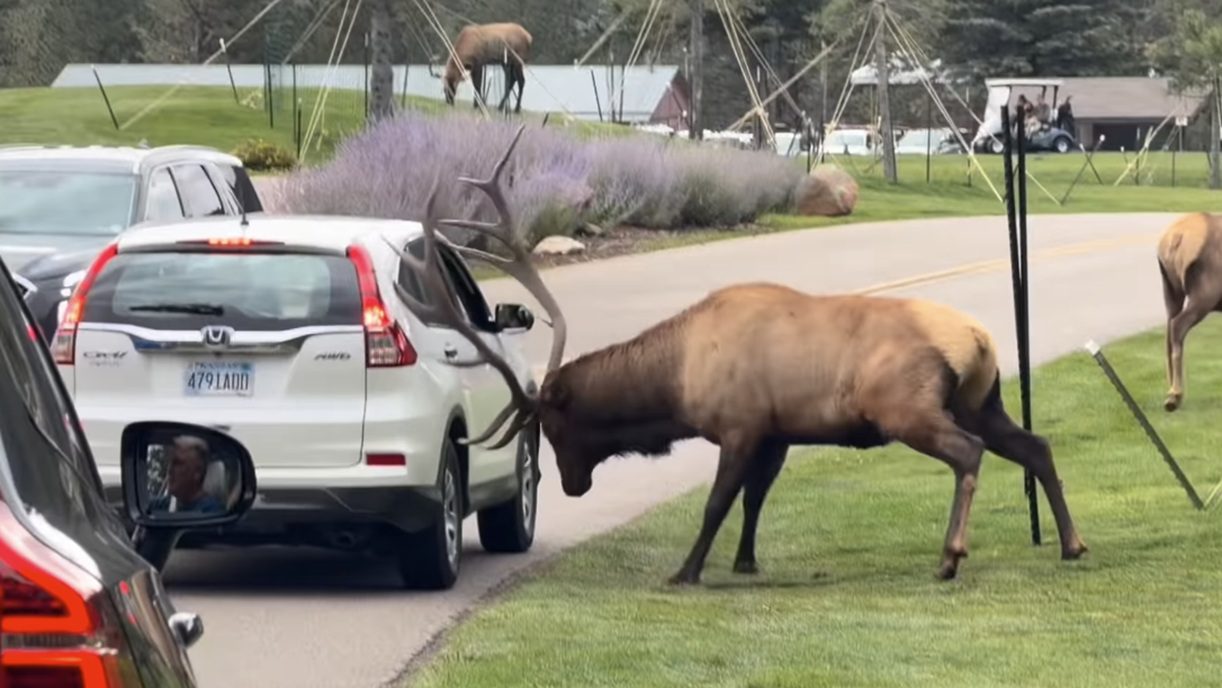 Colorado Tourists Learn Tough Rut Season Lesson As Bull Elk Shatters Car Window