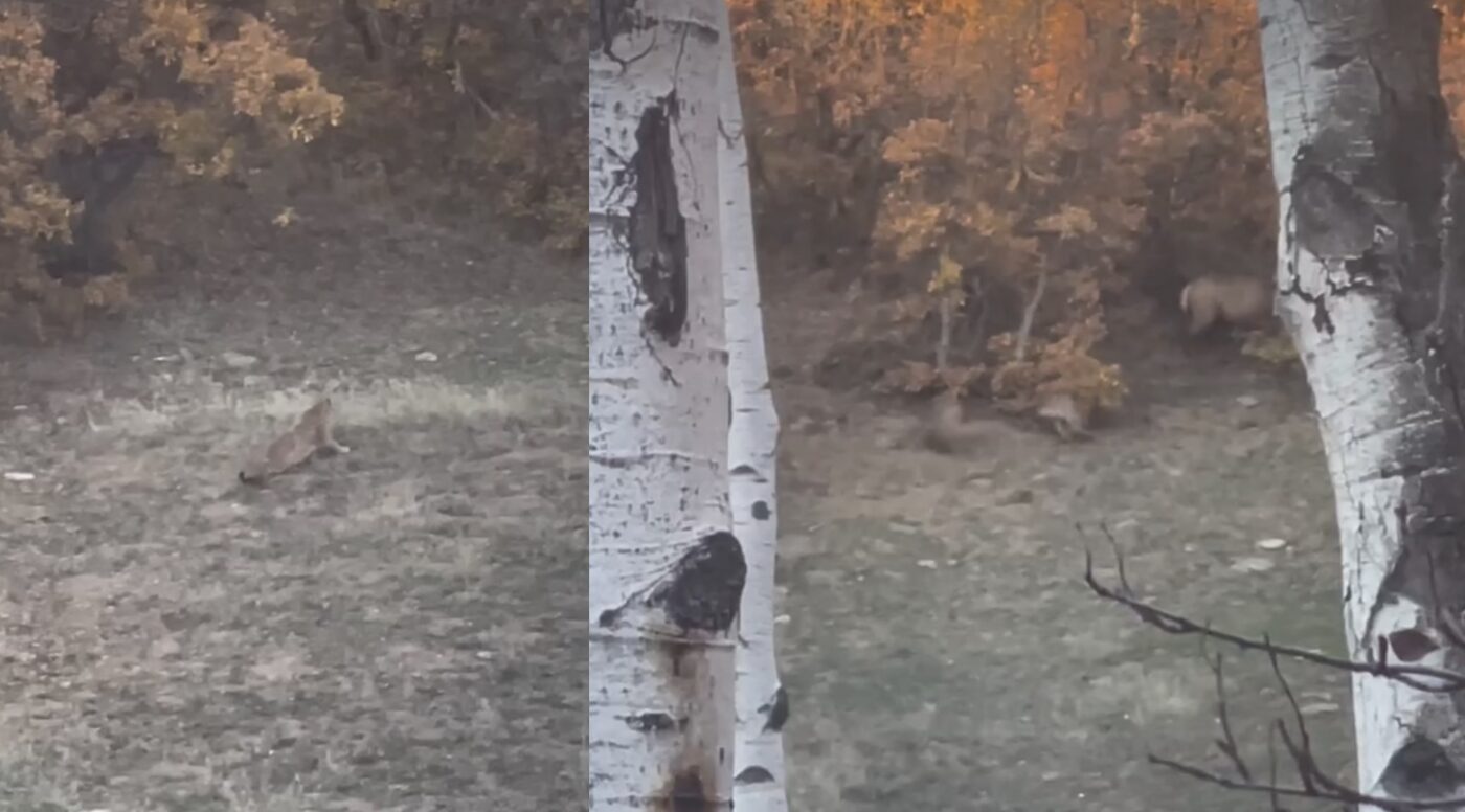 A Colorado Hunter Captures The Exact Moment A Mountain Lion Ambushes An Elk