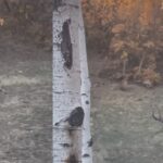 Elk waiting for cougar