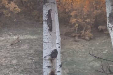 Elk waiting for cougar