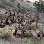 Elk crossing