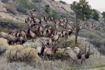 Elk crossing