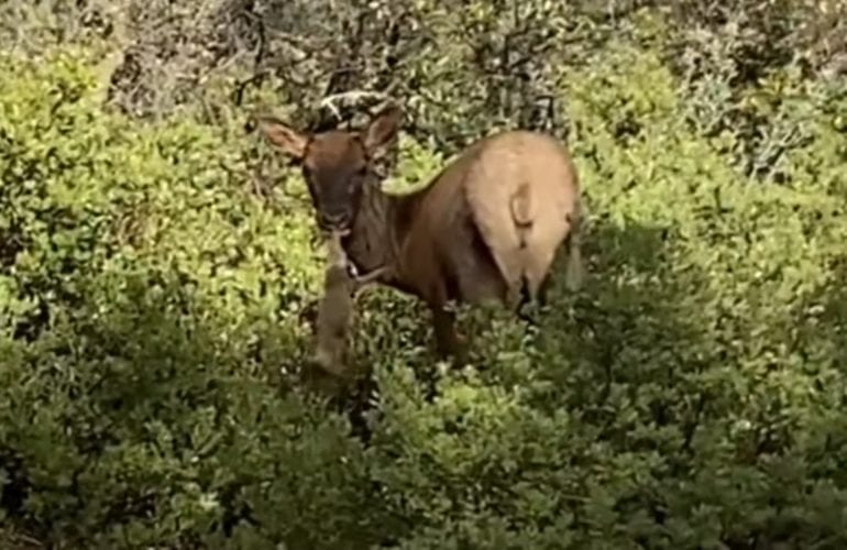 A moose in the bushes