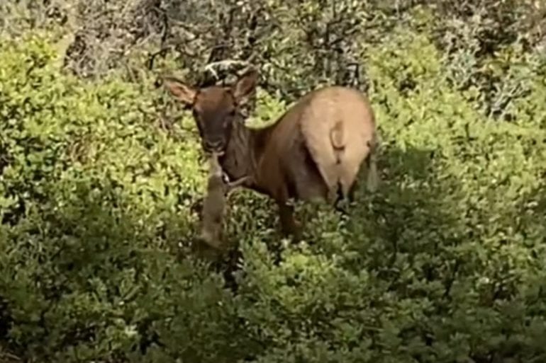 A moose in the bushes