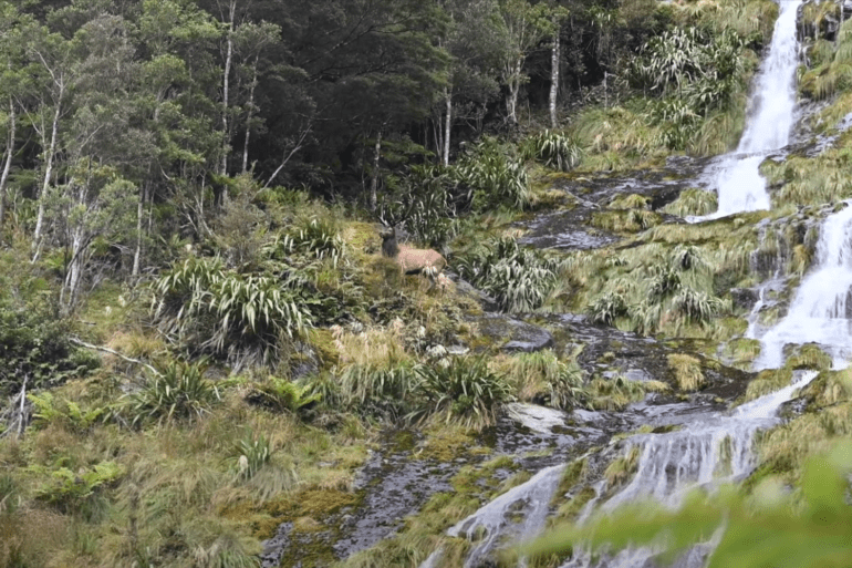 Elk falls down waterfall in New Zealand