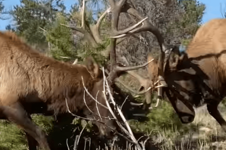 Elk fight
