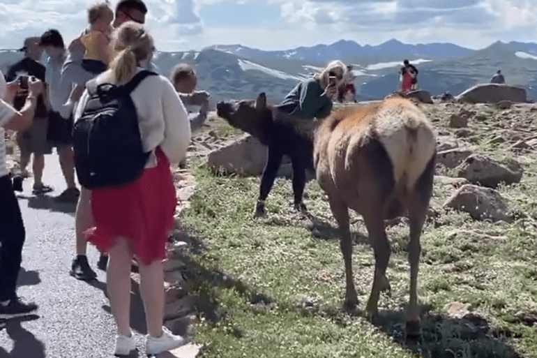elk bites kids finger