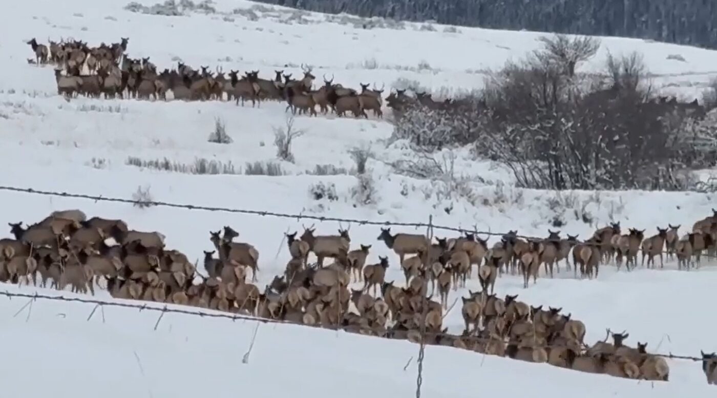 Montana Woman Captures Stunning Footage Of Never-Ending Elk Herd