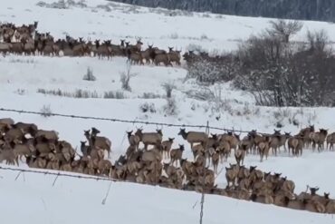 Elk herd