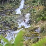 Elk slips and falls