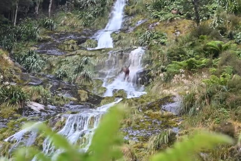 Elk slips and falls