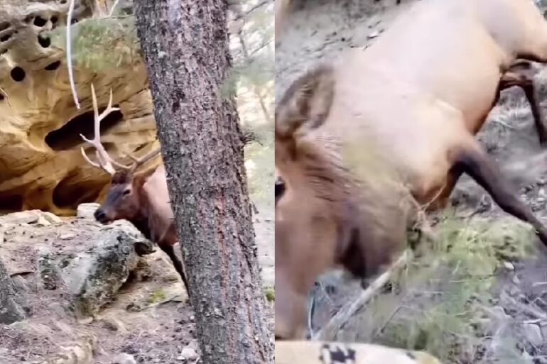 Elk sniffs hunter's arm in the woods