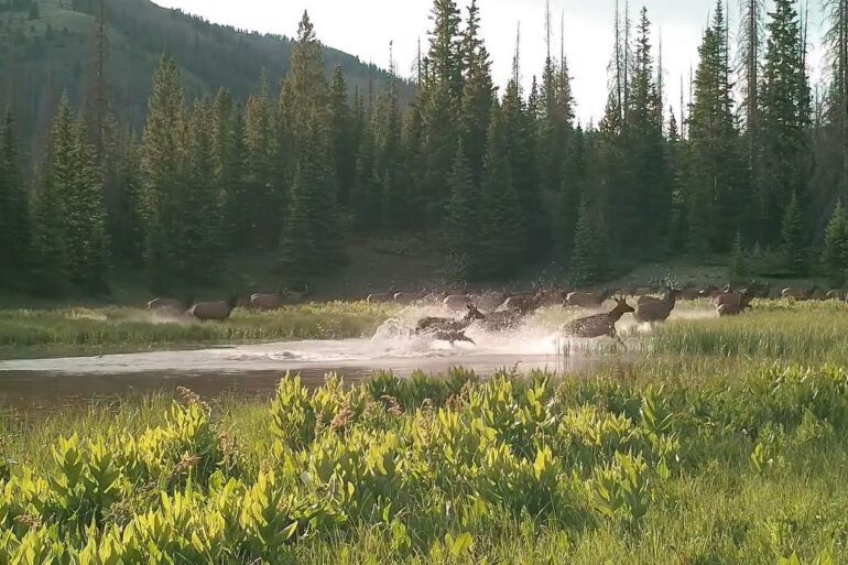 Elk Herd