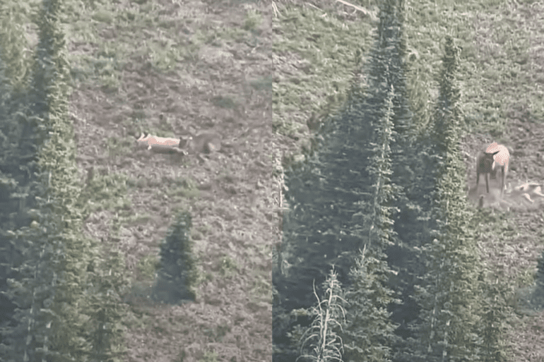 Cow elk stomps cougar