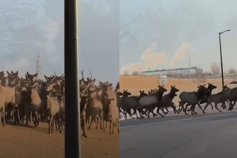 Elk herd in Utah