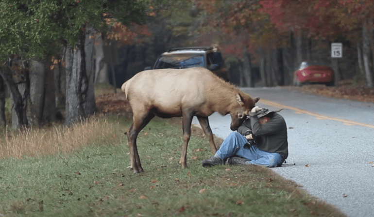 A person taking a picture of a deer on the side of a road