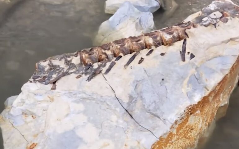 Fish fossil