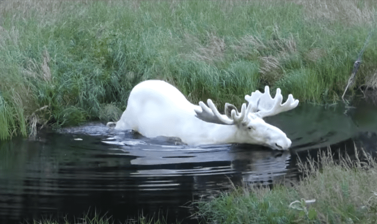 A white horse in a pond