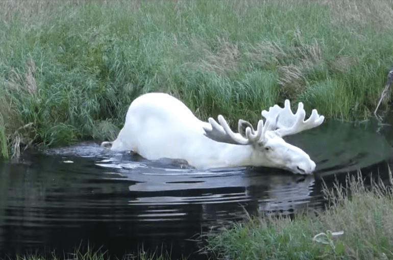 White Moose Sweden