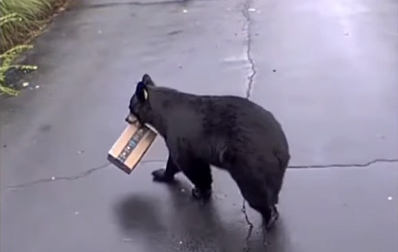 A black bear drinking from a bottle