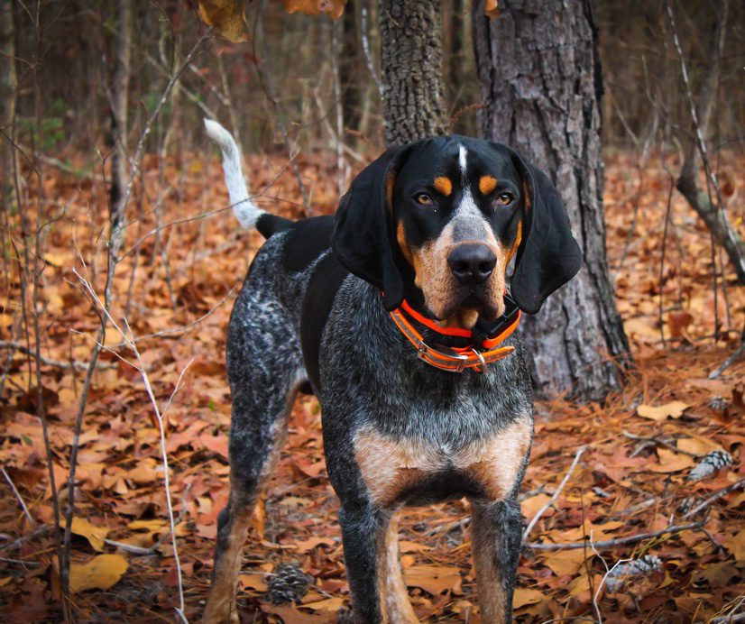 A dog with a red collar
