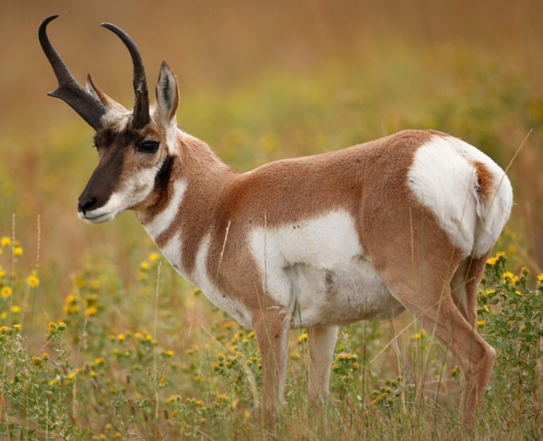 A white and brown animal