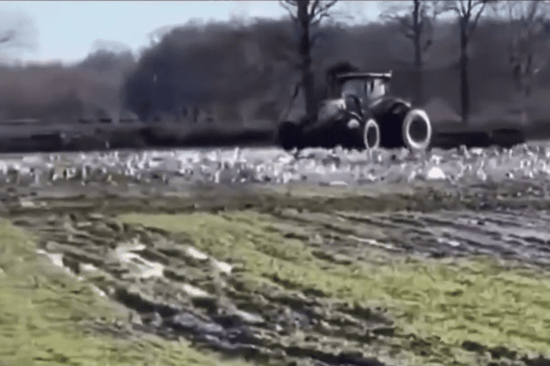 Farmer hits decoys