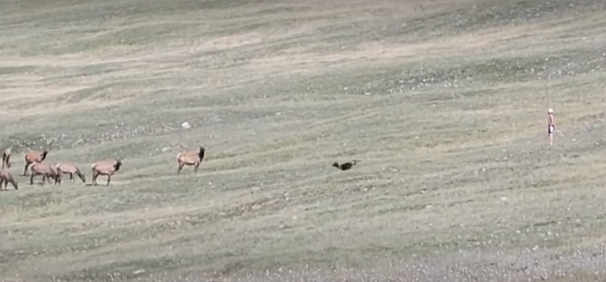 Idiotic Dog Owner Throws Fetch Ball Into A Herd Of Elk At Rocky ...