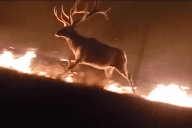 Elk fire montana