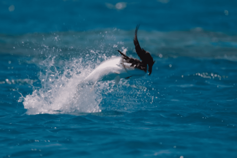 Fish attacks bird